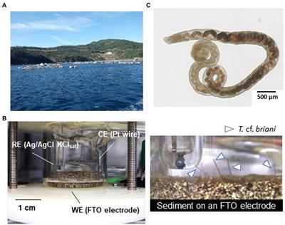 Tracing and regulating redox homeostasis of model benthic ecosystems for sustainable aquaculture in coastal environments